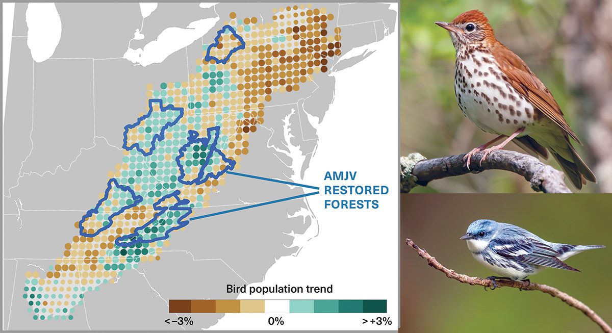 Map and photo of birds. Map shows areas along the Appalachian mountains of restored forests. Birds are a brown and white Wood Thrush and a blue and white Cerulean Warbler.