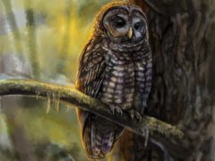 Illustration of a Spotted Owl on a tree. Bird is speckled brown and white, a yellow little bill and big, dark eyes. Long talons clasp the branch in the dark, peaceful woods.