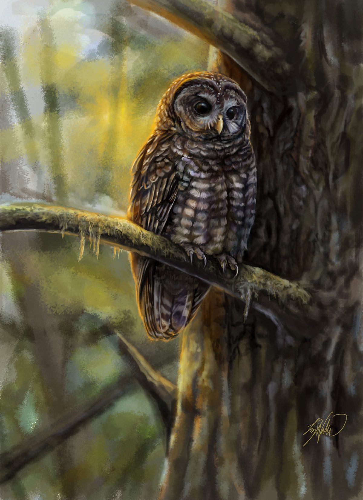 Illustration of a Spotted Owl on a tree. Bird is speckled brown and white, a yellow little bill and big, dark eyes. Long talons clasp the branch in the dark, peaceful woods.
