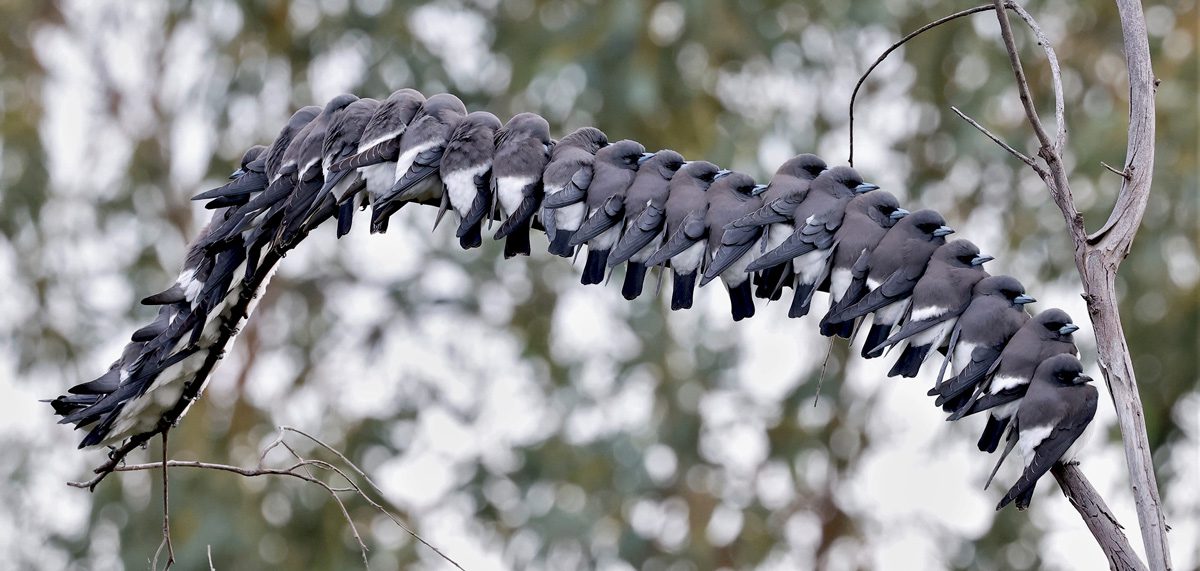 A tight line of gray and white birds perched together on a branch.