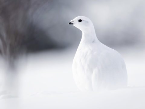 A white bird, a Willow Ptarmigan, on a snowy landscape.