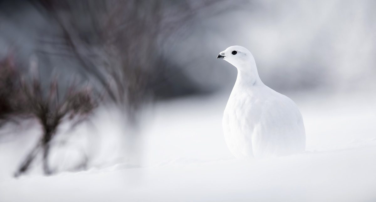 A white bird, a Willow Ptarmigan, on a snowy landscape.