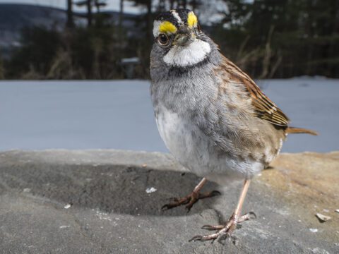 A White-throated Sparrow, a streaky brown bird with a gray/white belly wish a black, white and yellow streaky face with a white throat, stands on a rock in the snow and looks at the camera.