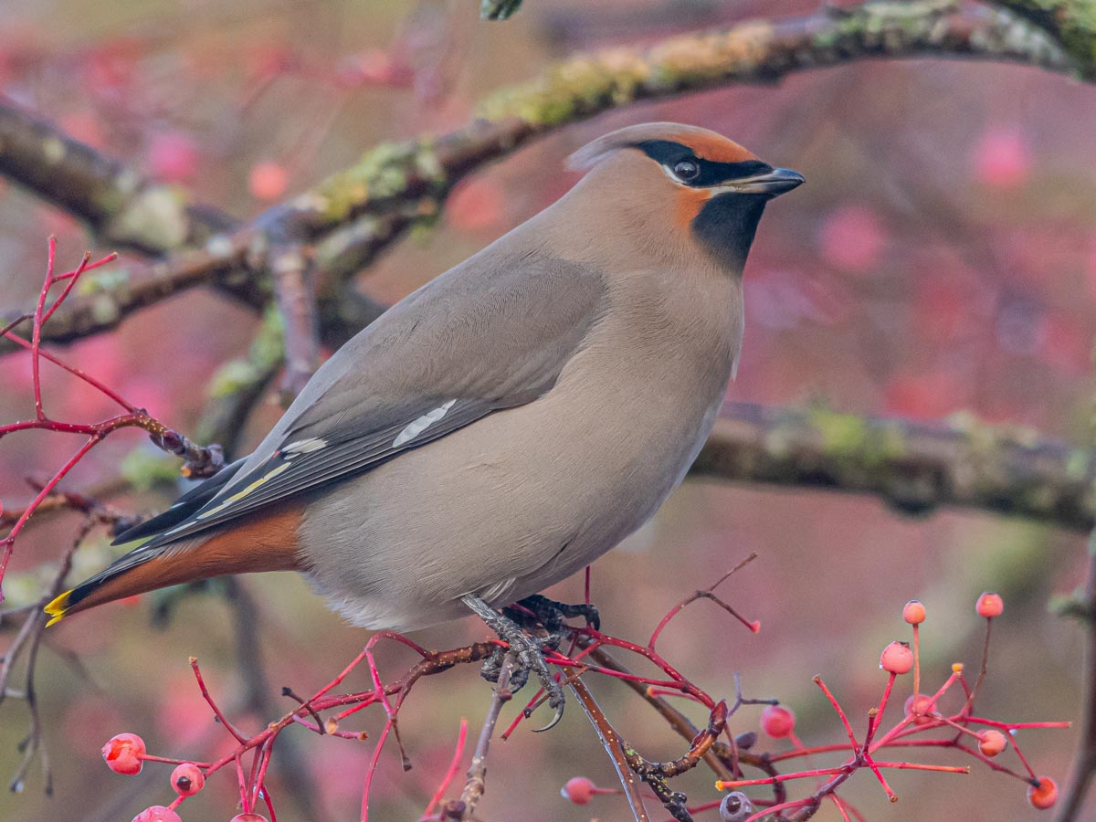 A brown and gray Bohemian Waxwing bird perches with pink and red berries