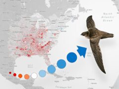 eBird trends map--a gray map with red and blue dots and an illustration of a Chimney Swift, a dark brown bird, in flight. Arrow made up of red and blue dots points to the bird.