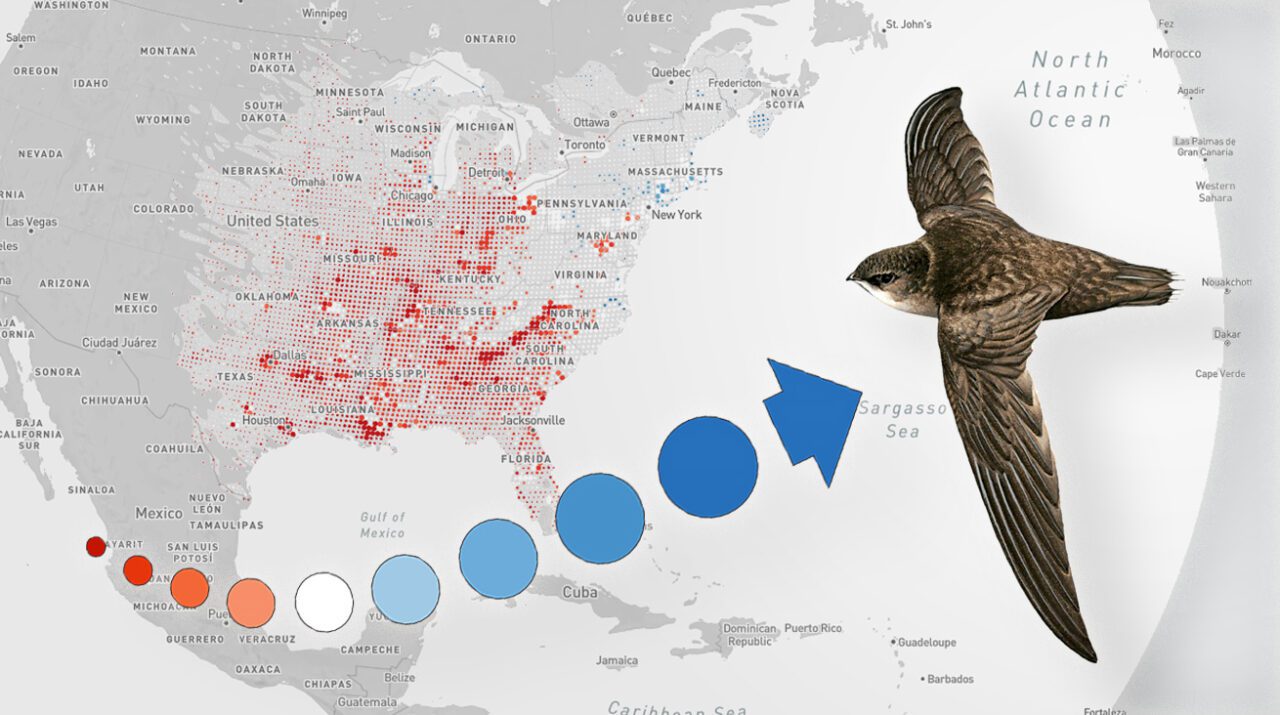 Карта на тенденциите в eBird - сива карта с червени и сини точки и илюстрация на комин бързолет, тъмнокафява птица, в полет.  Стрелката, съставена от червени и сини точки, сочи към птицата.