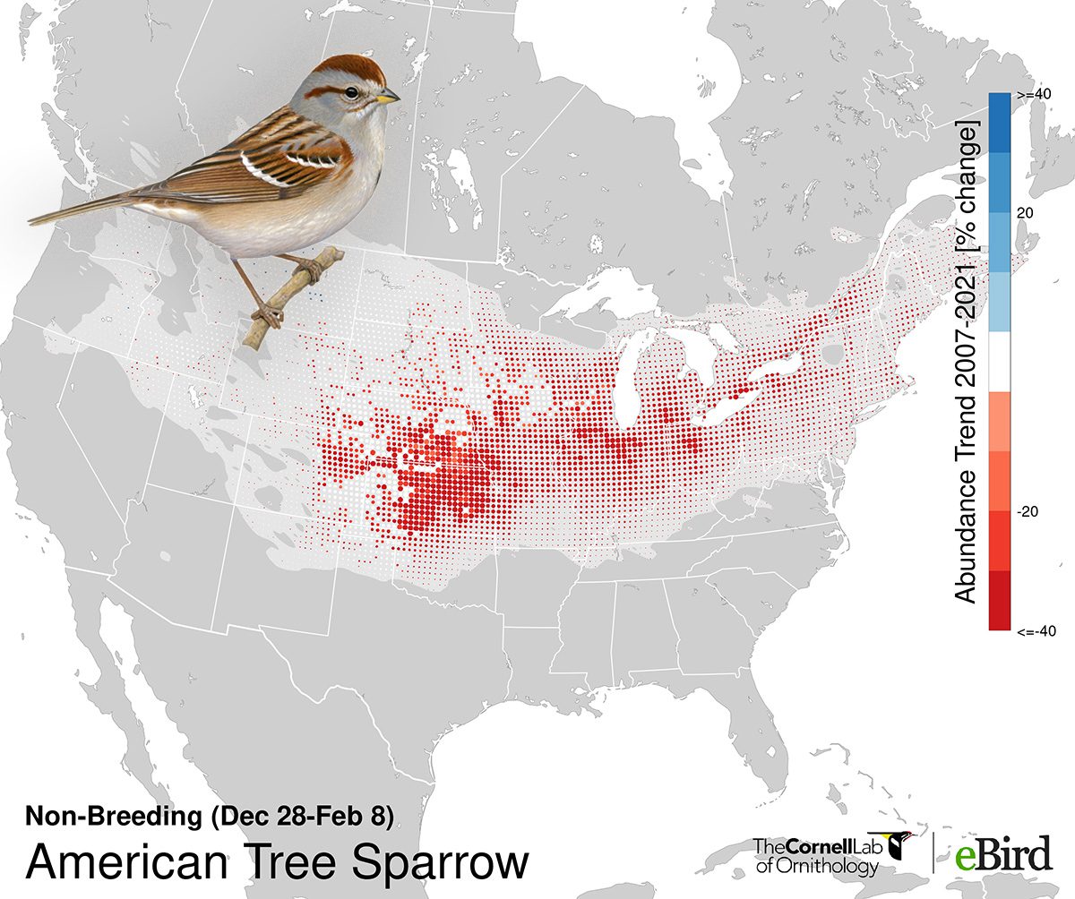 A grap map with red dots showing where the bird is located in the nonbreeding season, also an illustration of an American Tree Sparrow.
