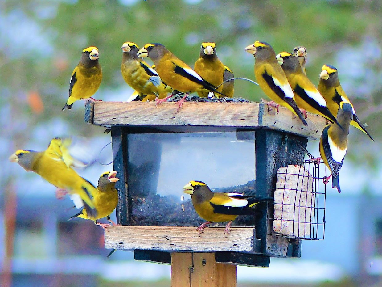 A group of yellow and black male Evening Grosbeaks on a bird feeder.