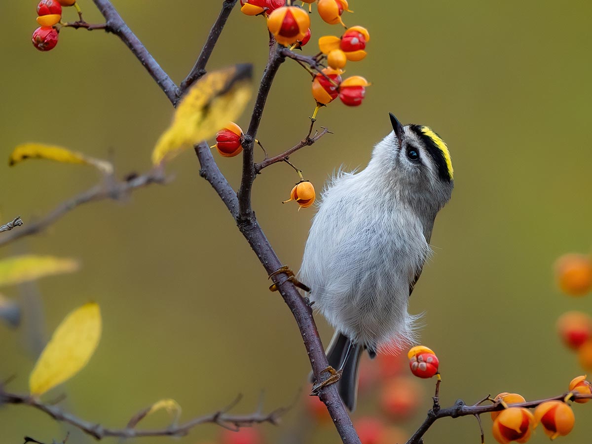 A gray and yellow Golden-crowned Kinglet bird in a bush with red-orange berries.