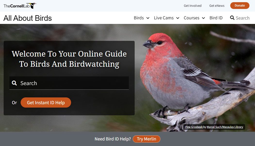 Screenshot of a webpage showing a red bird with gray and black and white wings.