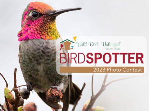Hummingbird with punk head and neck, greenish body, sits on a perch. Logo for Birdspotter photo contest on top.