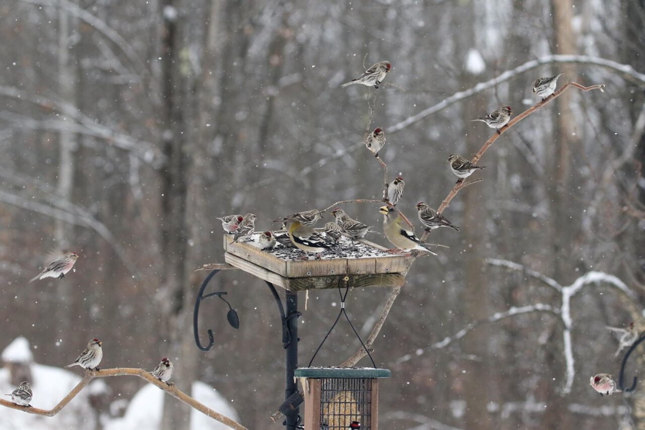 Common Redpolls and Evening Grosbeaks feeding on a platform feeder on a snowy day