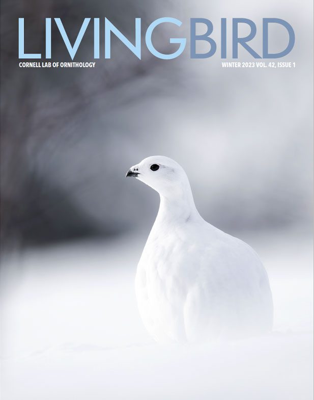 Cover  of living bird with a white, plump bird in the snow.