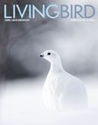 Living Bird Winter 2023 cover image featuring a Willow Ptarmigan