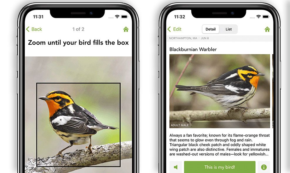 Image of a phone with the screen showing how you can take a photo of a bird that the Merlin Bird ID app can identify.