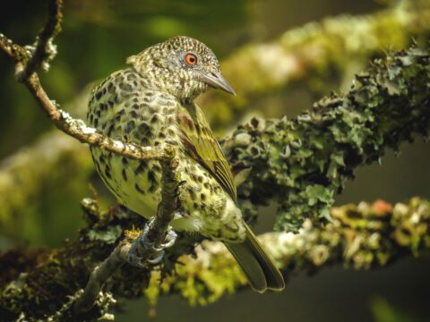 A speckled bird with an orange eye perches on a branch in the forest.