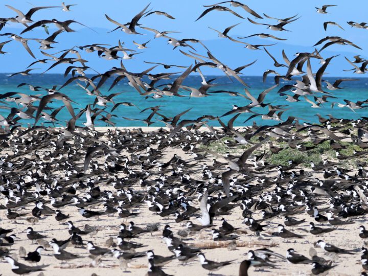 A large flock of black and white and gray birds on a sunny beach.