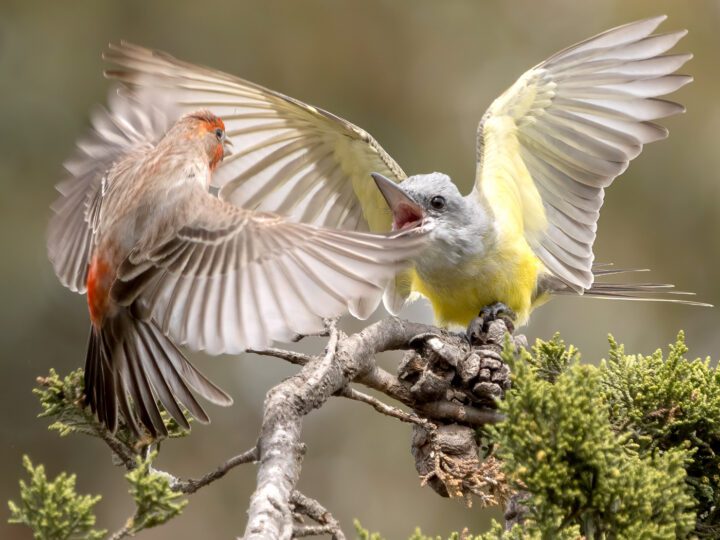 A yellow and gray bird on a branch spreads its wings and opens its mouth while a red and beige/brown bird flies towards it.