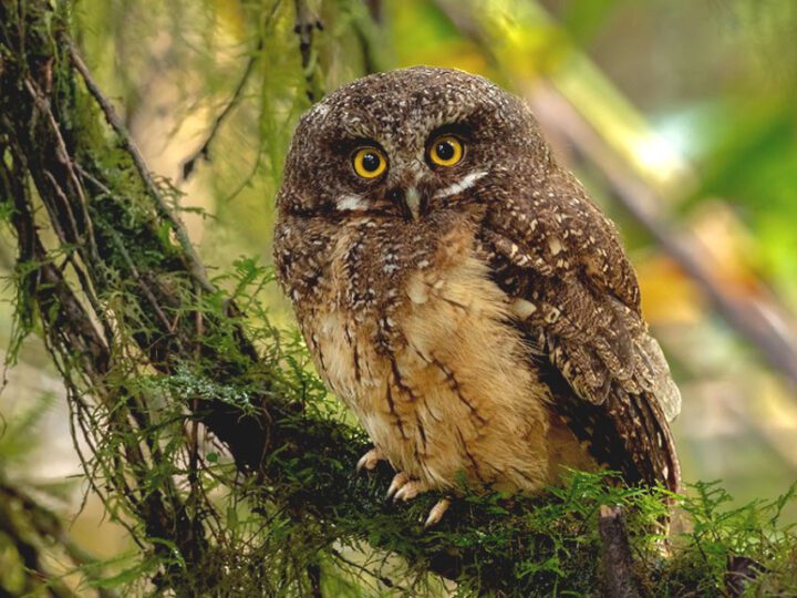 A small owl with brown and white speckled plumage looks at the camera with big golden eyes. It is perched on a branch in the woods.