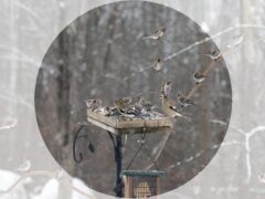 view of bird feeder with edges of frame grayed out