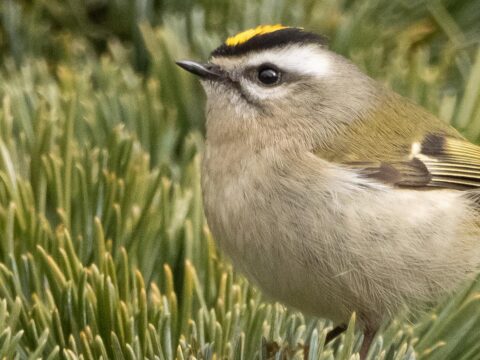 close up of small golden-crowned kinglet bird, with a black and white striped face, gold stripe on top of head, and grayish/green body, in an evergreen treev