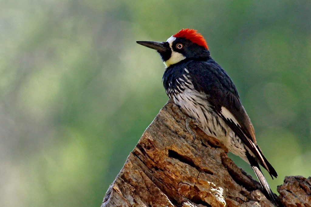 A black and white bird with a red cap perches on a log.