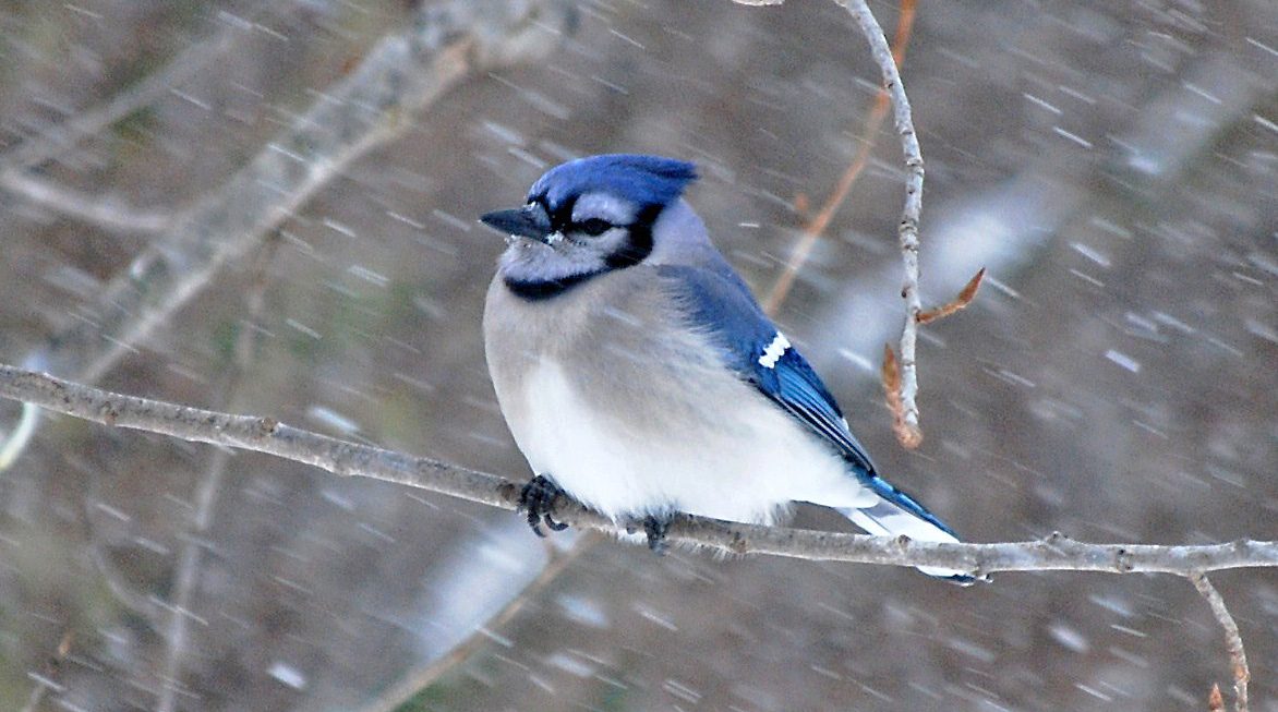 A blue, white and black bird perches on a tree with snowy coming down horizontally.
