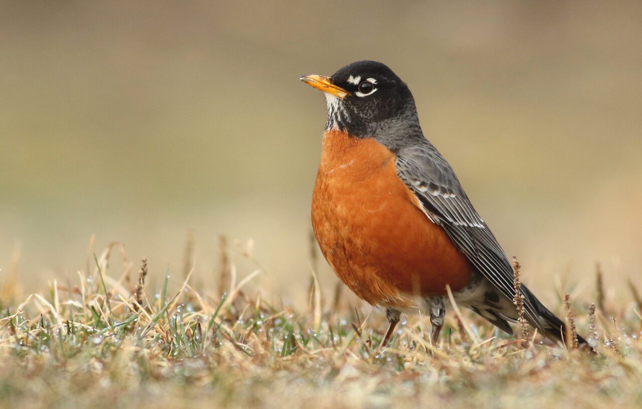 American Robin Overview, All About Birds, Cornell Lab of Ornithology