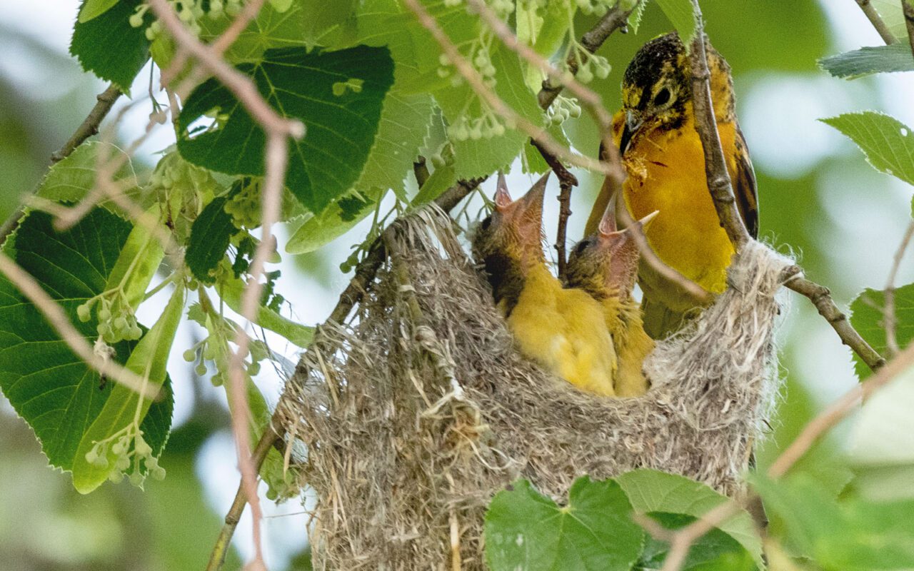 An adult oriole, an orange and black songbird, feeding two large chicks in a large woven nest.