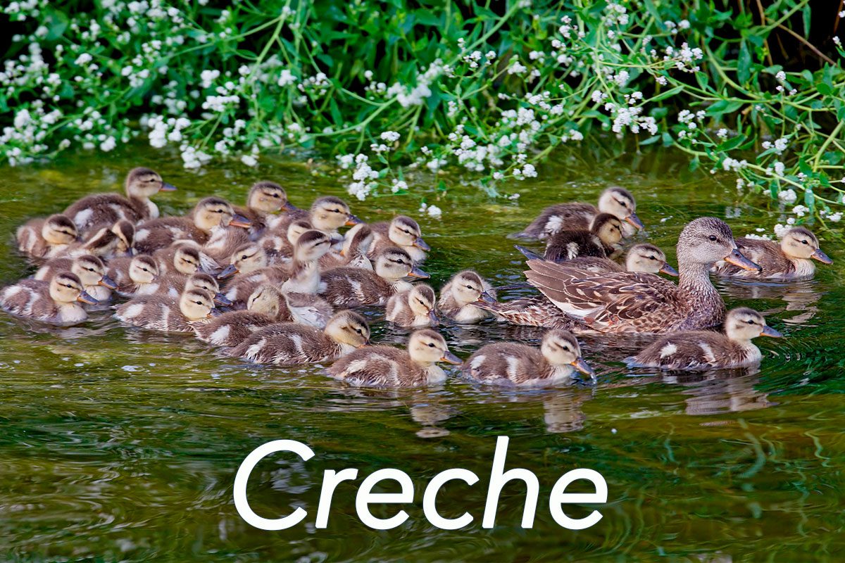 A female Mallard swimming with 27 young ducklings in close proximity; the word Creche appears at the bottom of the photo.