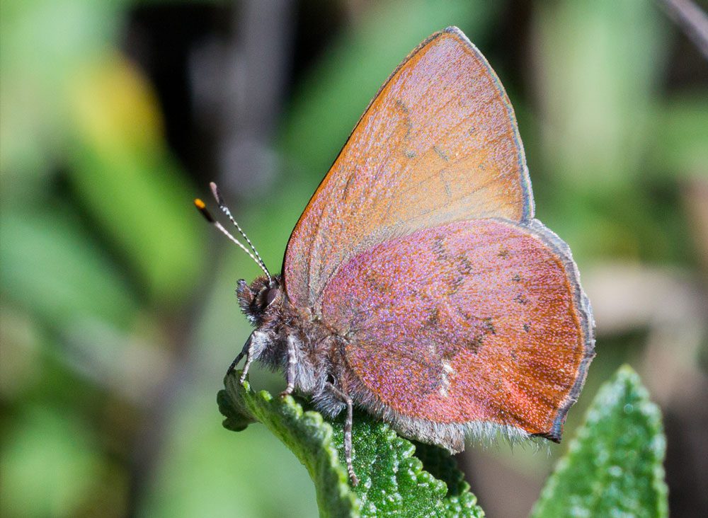 A small brownish butterfly perched on a leaf.
