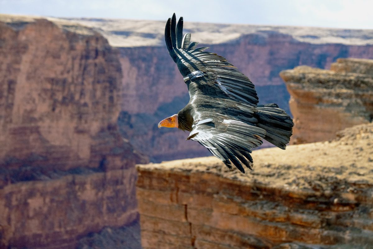 A California Condor soars in front of sandstone cliffs