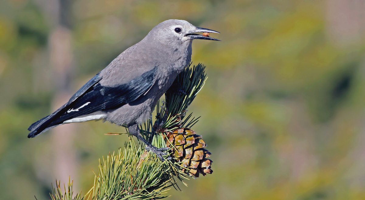 A gray-and-black bird perched on the end of a pine branch with a pine seed in its bill.