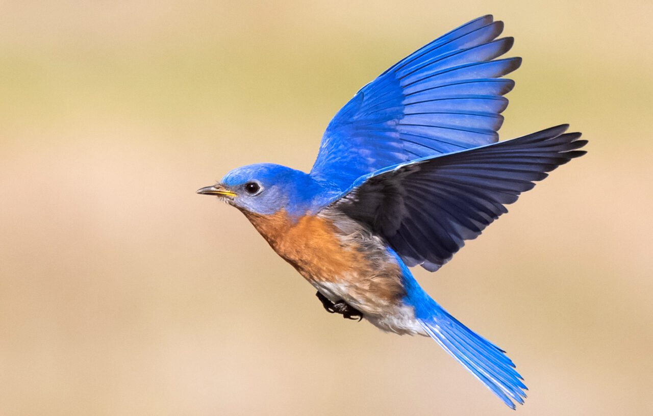 Which Bluebird Species Are You Seeing in Your State? - Avian Report
