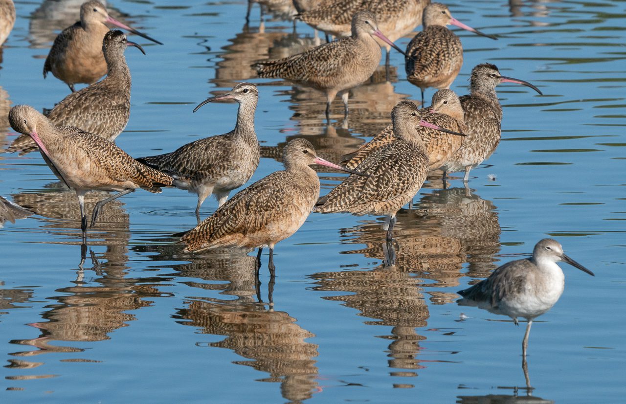 A group of large brownish shorebirds standing in shallow water, with a smaller gray shorebird nearby but apart.
