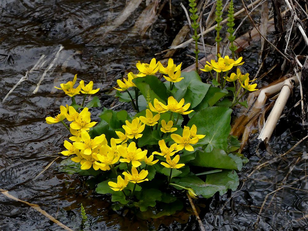 A small terrestrial plant with yellow flowers and green leaves contrasting with the brown earth.
