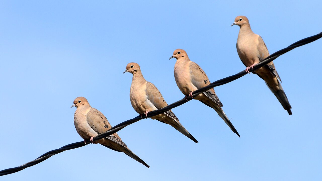 I often see birds on telephone wires while I’m driving—how do I figure out what they are from such a short glimpse?