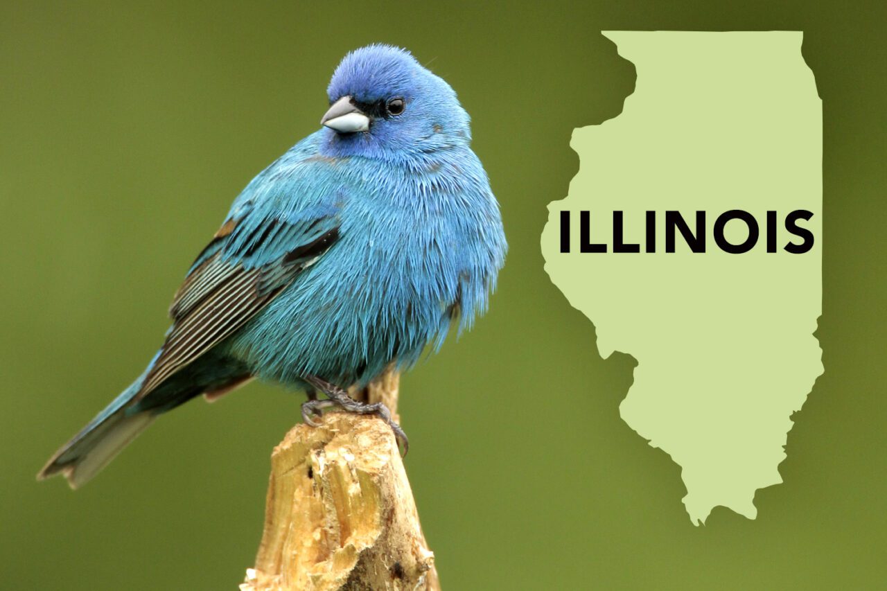 A blue bird perches on a stump with a silhouette of Illinois state.