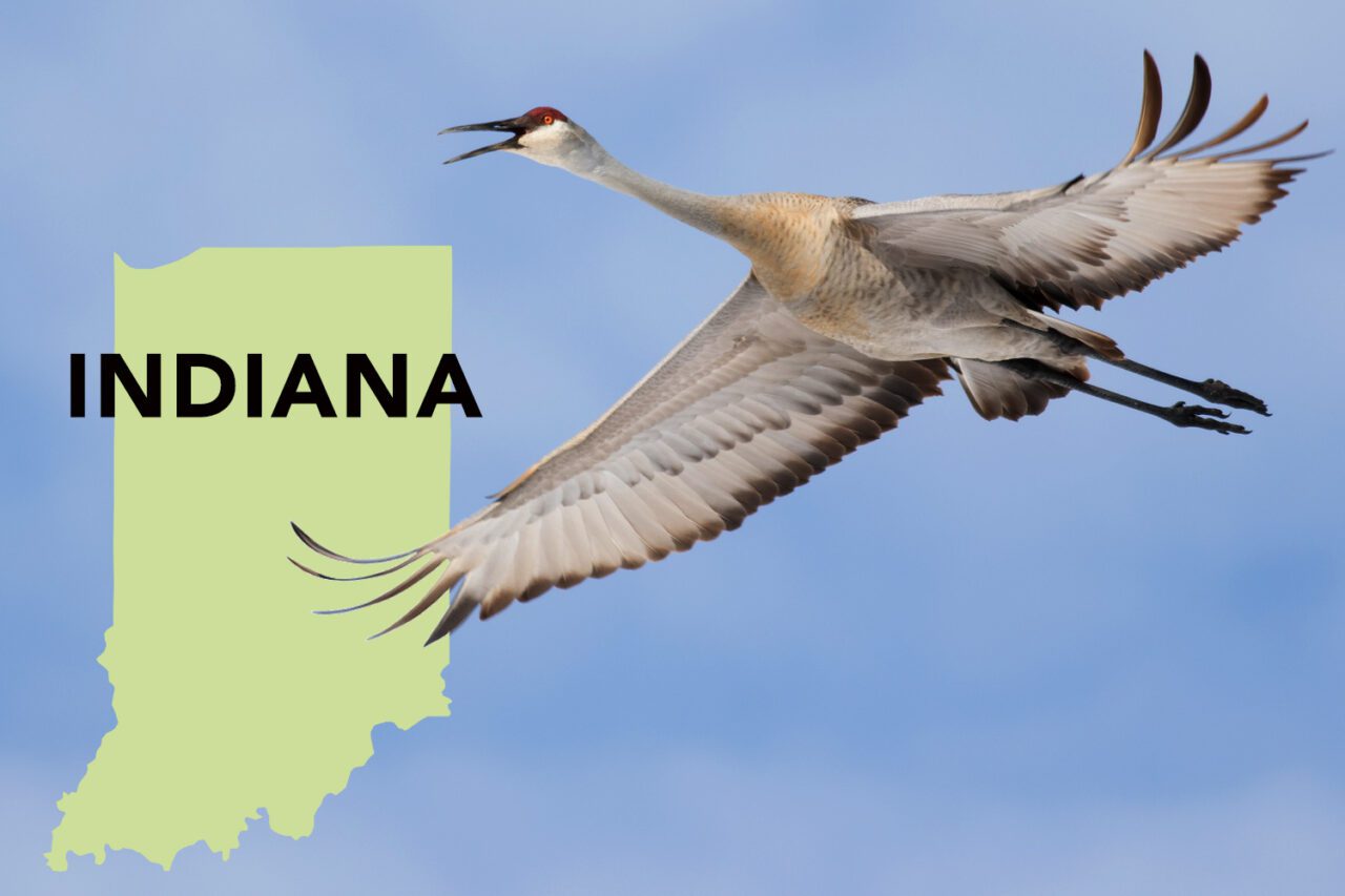 A large gray bird with a red cap flies in a blue sky with a silhouette of Indiana state.