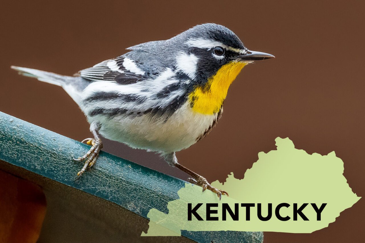 A striped white, gray and black bird with a yellow throat perches on a bird feeder with a silhouette of Kentucky state.