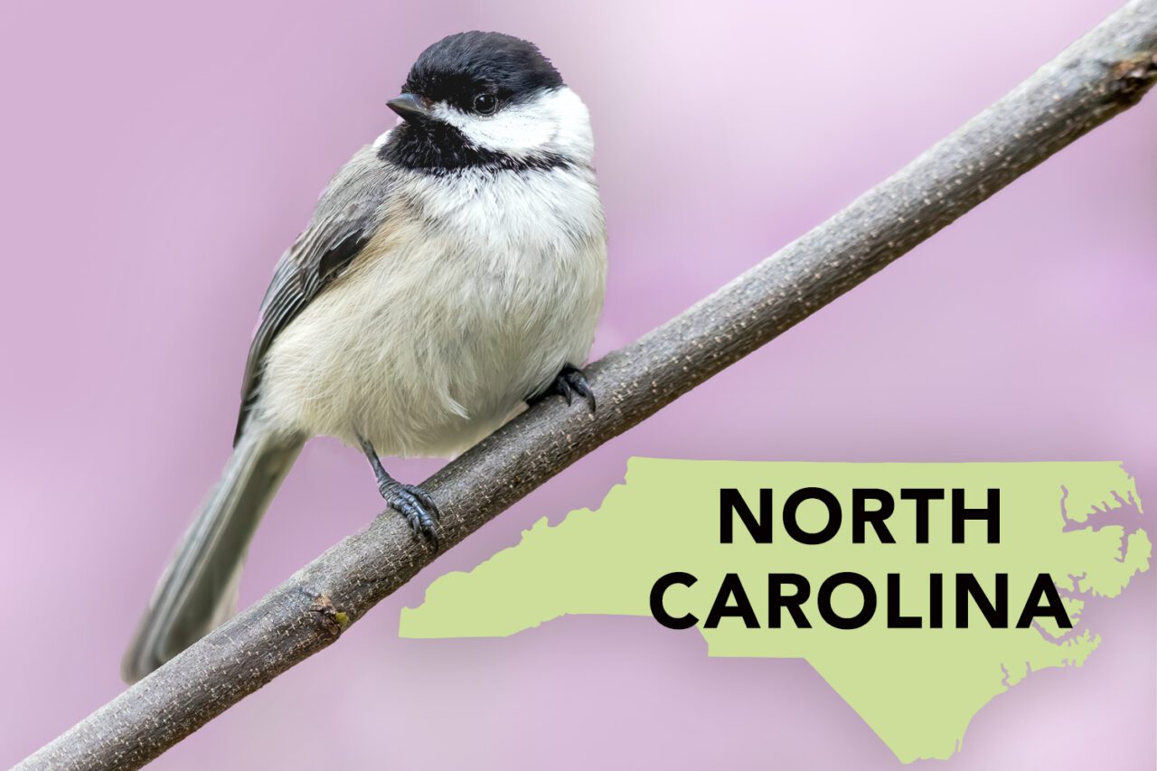 A grayish bird with a black cap and chin perches on a branch with an outline of the state of North Carolina.