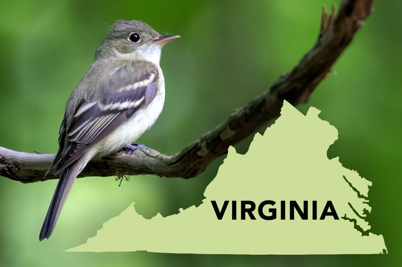 A gray and white bird sits in a tree with a silhouette of Virginia state.