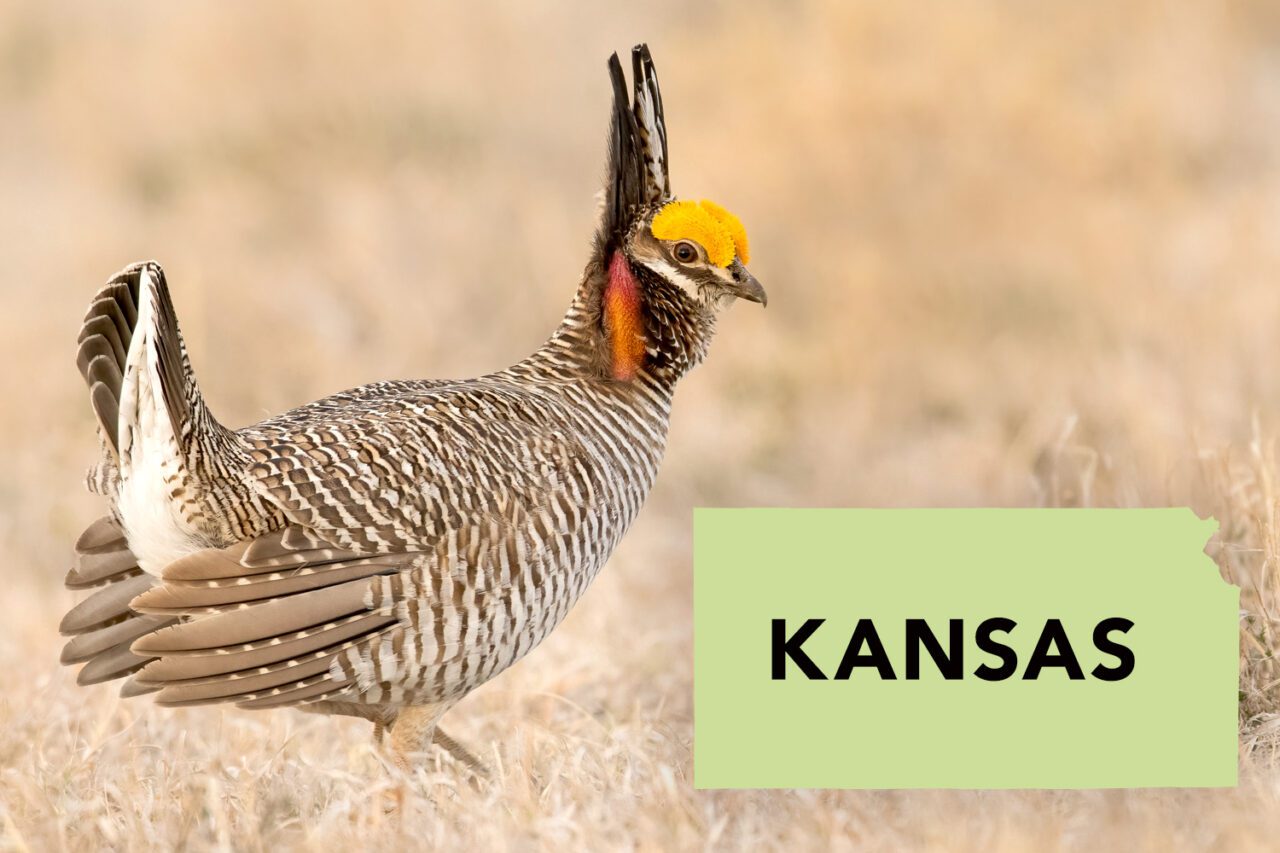 A robust and impressive brown and white striped bird stands in a display with tail up, wings out, neck feathers up, yellow eyebrows and orange-pink neck patch.