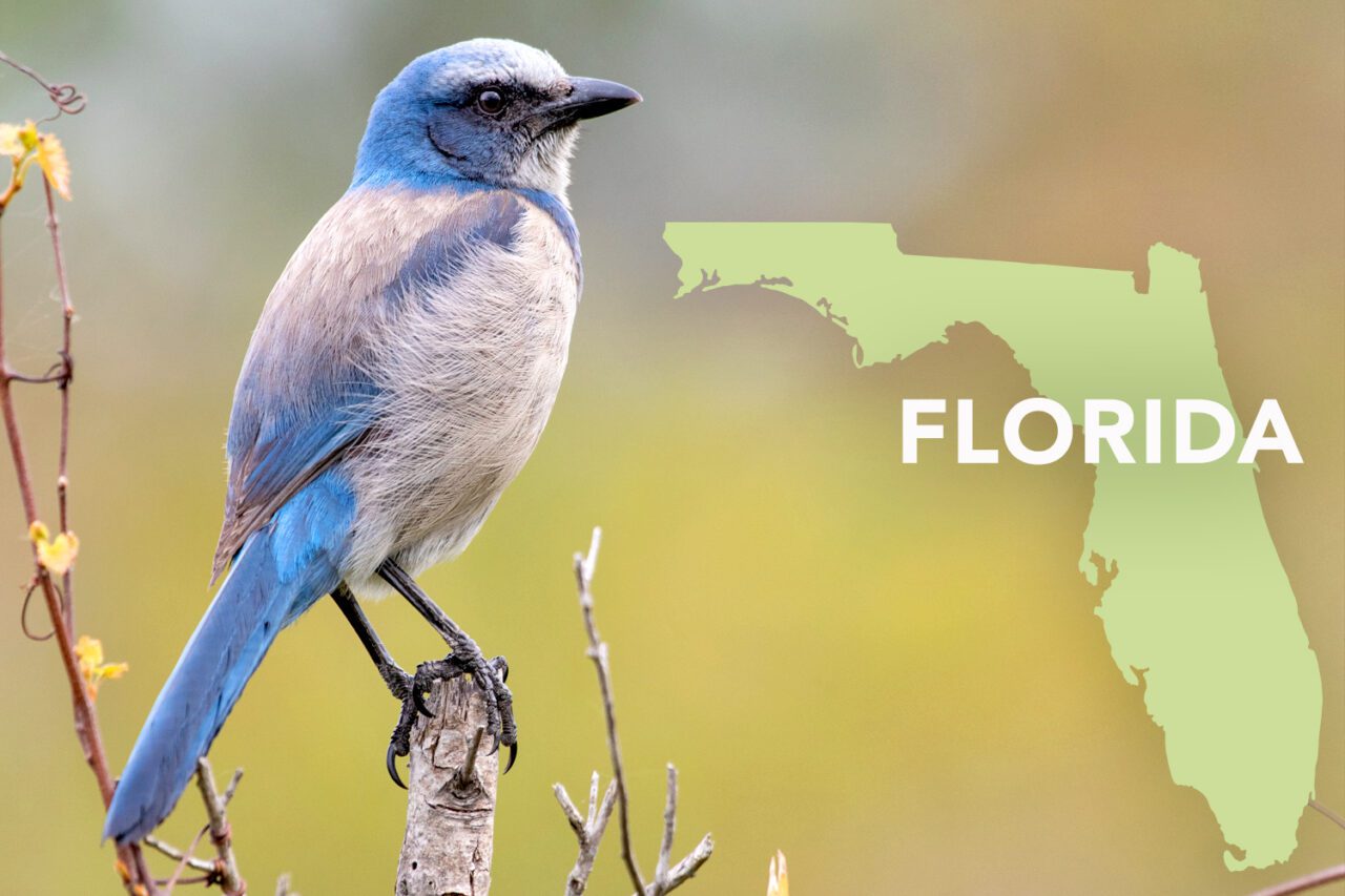 Blue and gray bird with long tail and black bill, perched on a stick.