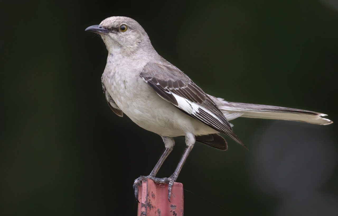 Gray bird with paler body, darker wings with a few white feathers, long tail, long legs, and a slightly down-curved dark bill. Pale-ish eyes.
