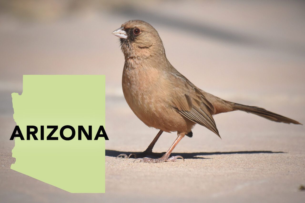 Reddish-brown bird with reddish eye, small, conical gray-pink bill, stands on the ground.