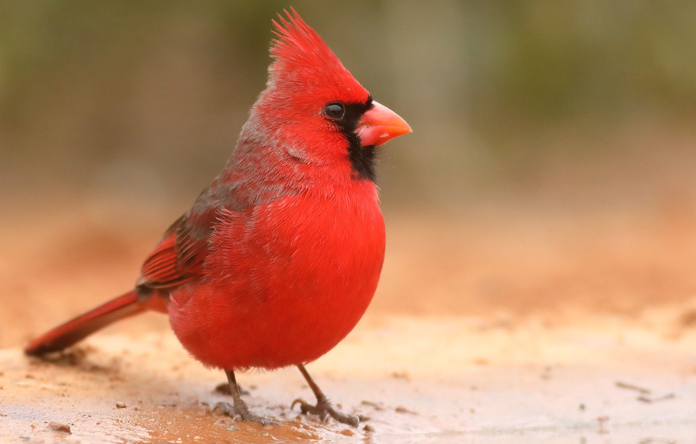 A bright red bird with a crest and a black mask and red bill stands on a muddy ground.