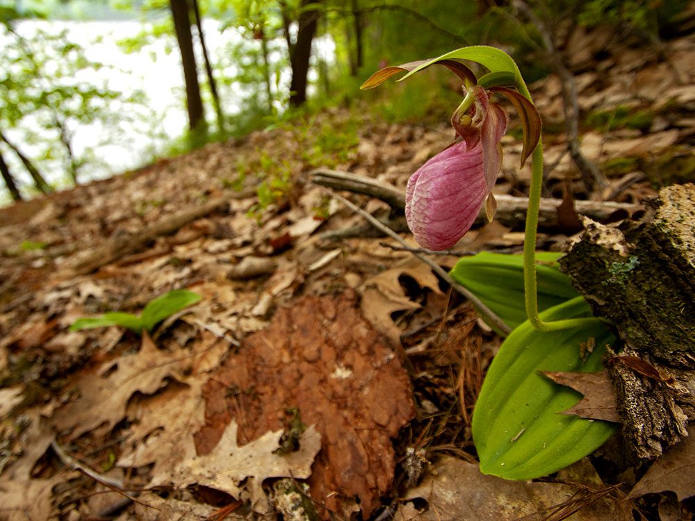 In the foreground, a terrestrial orchid with a globular pink flower and a few green leaves. The background includes a leaf-covered slope and a distant view of a pond.