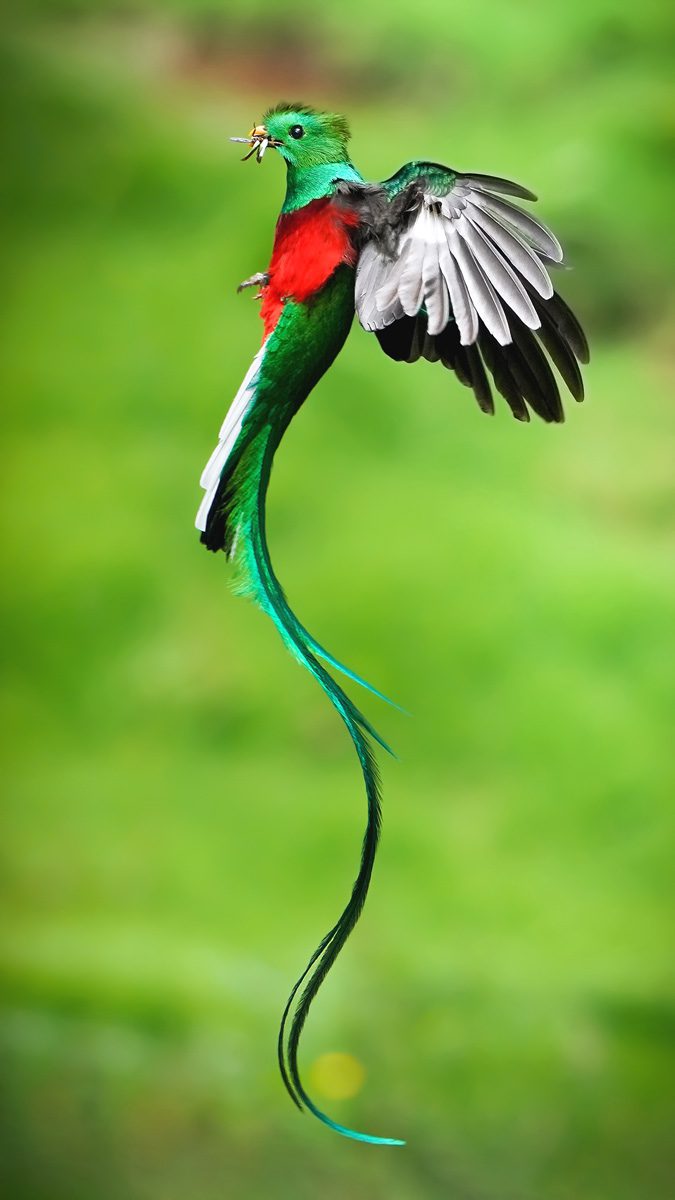 A male quetzal, a green-and-red bird, hovering in flight with food in its bill and its long tail undulating below.