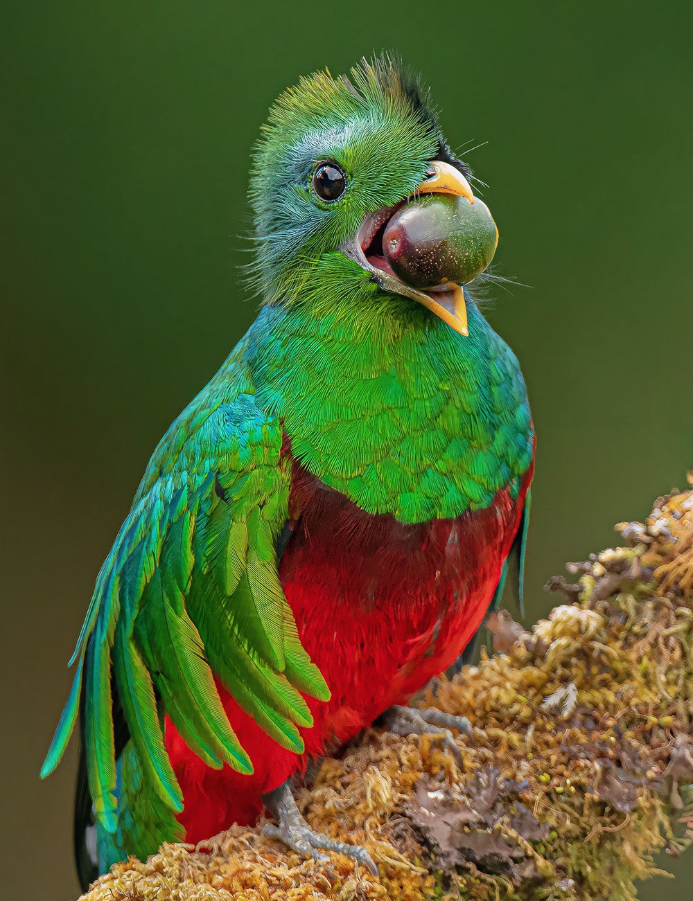 A male quetzal, a green-and-red bird, with a fruit in its bill.